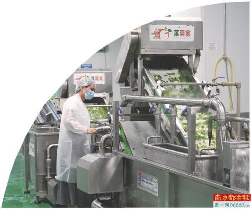 莞企积极参与净菜团体标准制定与炒菜机器人研发,推动模塑技术革新