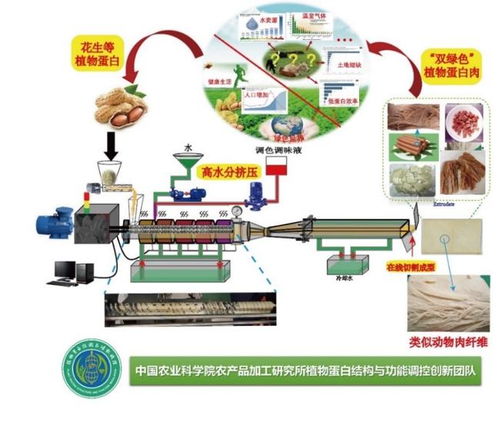 王强研究团队 新型植物基肉制品加工精准调控技术与颠覆性产品创制 成果入选中国科协2021 科创中国 现代农林领域十大先导技术榜单